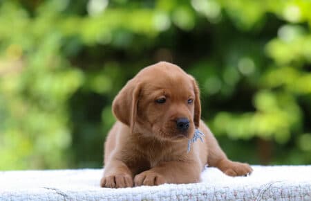 GWENDY CUCCIOLI DI LABRADOR FOXRED SAN NICOLO 3034