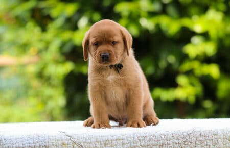 GWENDY CUCCIOLI DI LABRADOR FOXRED SAN NICOLO 3050