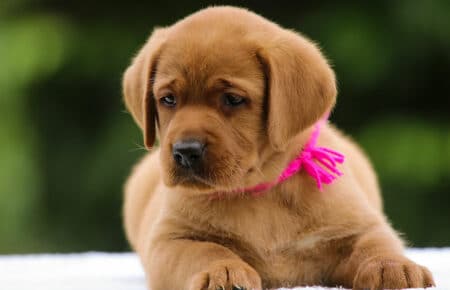 GWENDY CUCCIOLI DI LABRADOR FOXRED SAN NICOLO 3088