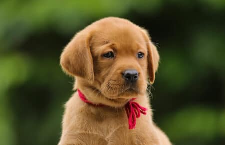 GWENDY CUCCIOLI DI LABRADOR FOXRED SAN NICOLO 3095