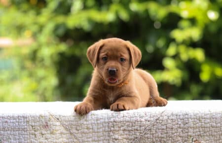 GWENDY CUCCIOLI DI LABRADOR FOXRED SAN NICOLO 3164