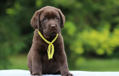 RUMBABA CUCCIOLI DI LABRADOR CHOCOLATE FEMMINA SAN NICOLO 2832