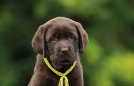 RUMBABA CUCCIOLI DI LABRADOR CHOCOLATE FEMMINA SAN NICOLO 2836