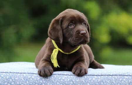 RUMBABA CUCCIOLI DI LABRADOR CHOCOLATE FEMMINA SAN NICOLO 2852
