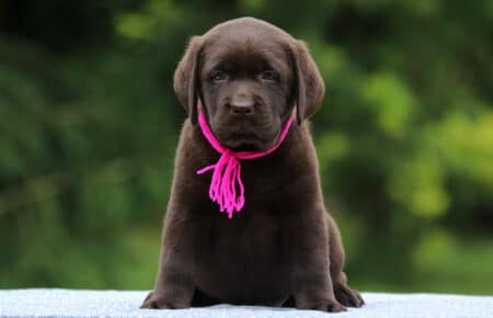 RUMBABA CUCCIOLI DI LABRADOR CHOCOLATE FEMMINA SAN NICOLO 2860