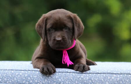 RUMBABA CUCCIOLI DI LABRADOR CHOCOLATE FEMMINA SAN NICOLO 2862