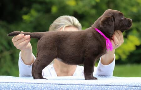 RUMBABA CUCCIOLI DI LABRADOR CHOCOLATE FEMMINA SAN NICOLO 2865