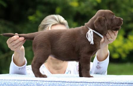 RUMBABA CUCCIOLI DI LABRADOR CHOCOLATE FEMMINA SAN NICOLO 2868
