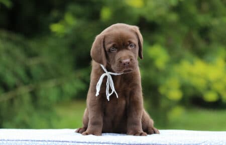 RUMBABA CUCCIOLI DI LABRADOR CHOCOLATE FEMMINA SAN NICOLO 2873
