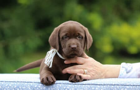 RUMBABA CUCCIOLI DI LABRADOR CHOCOLATE FEMMINA SAN NICOLO 2874
