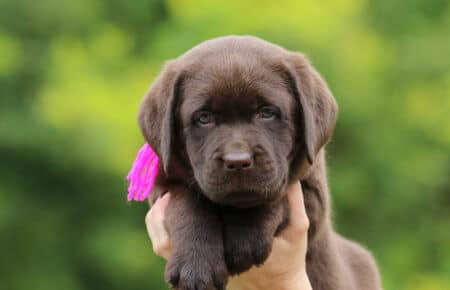 RUMBABA CUCCIOLI DI LABRADOR CHOCOLATE FEMMINA SAN NICOLO 2876
