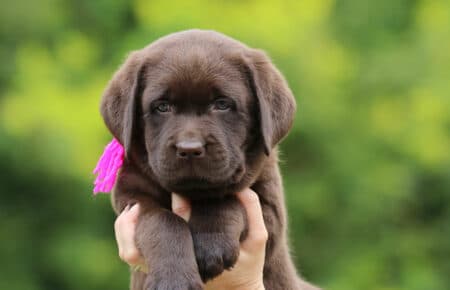 RUMBABA CUCCIOLI DI LABRADOR CHOCOLATE FEMMINA SAN NICOLO 2880