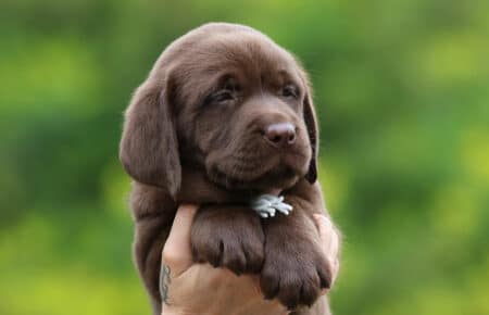 RUMBABA CUCCIOLI DI LABRADOR CHOCOLATE FEMMINA SAN NICOLO 2884