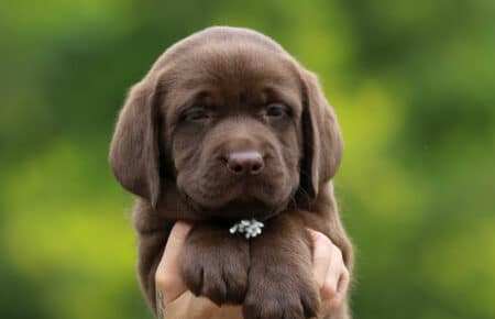 RUMBABA CUCCIOLI DI LABRADOR CHOCOLATE FEMMINA SAN NICOLO 2885