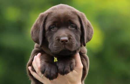 RUMBABA CUCCIOLI DI LABRADOR CHOCOLATE FEMMINA SAN NICOLO 2891