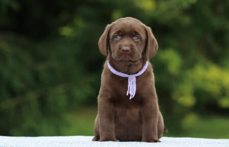 RUMBABA CUCCIOLI DI LABRADOR CHOCOLATE FEMMINA SAN NICOLO 2892