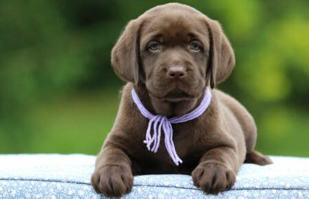 RUMBABA CUCCIOLI DI LABRADOR CHOCOLATE FEMMINA SAN NICOLO 2897