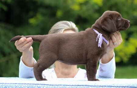 RUMBABA CUCCIOLI DI LABRADOR CHOCOLATE FEMMINA SAN NICOLO 2901