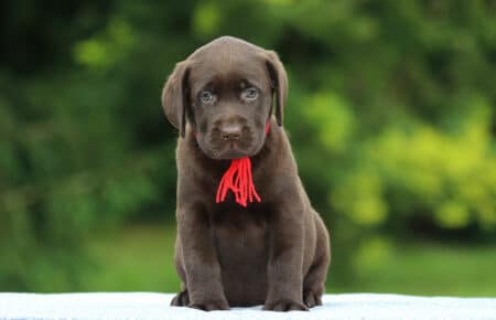RUMBABA CUCCIOLI DI LABRADOR CHOCOLATE FEMMINA SAN NICOLO 2902