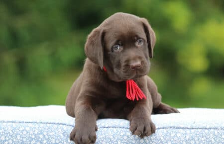 RUMBABA CUCCIOLI DI LABRADOR CHOCOLATE FEMMINA SAN NICOLO 2905