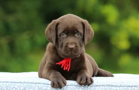 RUMBABA CUCCIOLI DI LABRADOR CHOCOLATE FEMMINA SAN NICOLO 2906