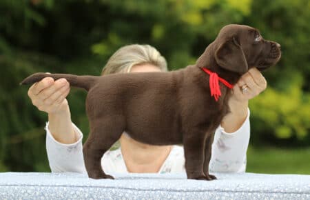 RUMBABA CUCCIOLI DI LABRADOR CHOCOLATE FEMMINA SAN NICOLO 2909