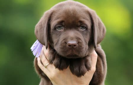 RUMBABA CUCCIOLI DI LABRADOR CHOCOLATE FEMMINA SAN NICOLO 2914