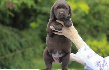 RUMBABA CUCCIOLI DI LABRADOR CHOCOLATE SAN NICOLO 2762