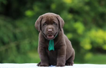 RUMBABA CUCCIOLI DI LABRADOR CHOCOLATE SAN NICOLO 2764