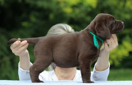 RUMBABA CUCCIOLI DI LABRADOR CHOCOLATE SAN NICOLO 2772