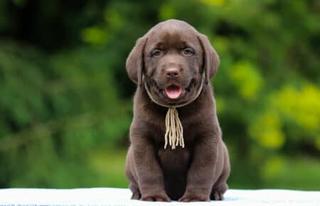RUMBABA CUCCIOLI DI LABRADOR CHOCOLATE SAN NICOLO 2773