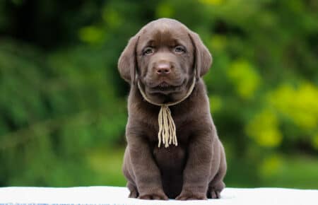 RUMBABA CUCCIOLI DI LABRADOR CHOCOLATE SAN NICOLO 2774