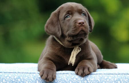 RUMBABA CUCCIOLI DI LABRADOR CHOCOLATE SAN NICOLO 2779