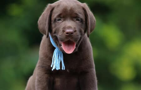 RUMBABA CUCCIOLI DI LABRADOR CHOCOLATE SAN NICOLO 2792