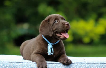 RUMBABA CUCCIOLI DI LABRADOR CHOCOLATE SAN NICOLO 2793