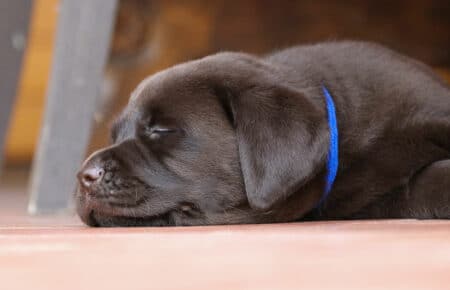 RUMBABA CUCCIOLI DI LABRADOR CHOCOLATE SAN NICOLO 2798