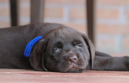 RUMBABA CUCCIOLI DI LABRADOR CHOCOLATE SAN NICOLO 2800