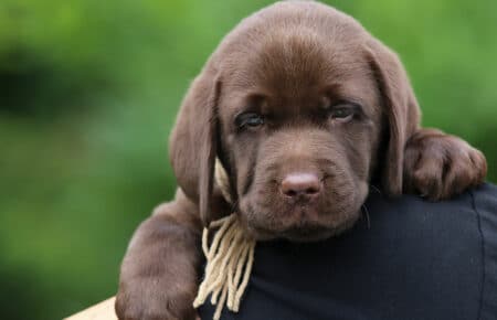 RUMBABA CUCCIOLI DI LABRADOR CHOCOLATE SAN NICOLO 2812