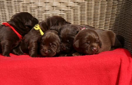 RUMBABA CUCCIOLI FEMMINE LABRADOR CHOCOLATE SAN NICOLO 2139