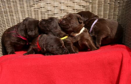 RUMBABA CUCCIOLI FEMMINE LABRADOR CHOCOLATE SAN NICOLO 2140