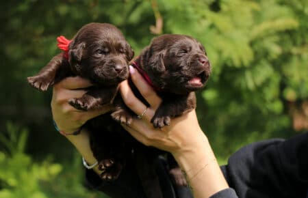 RUMBABA CUCCIOLI FEMMINE LABRADOR CHOCOLATE SAN NICOLO 2144