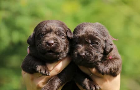 RUMBABA CUCCIOLI FEMMINE LABRADOR CHOCOLATE SAN NICOLO 2148