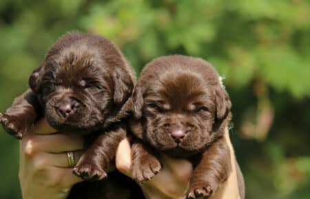 RUMBABA CUCCIOLI FEMMINE LABRADOR CHOCOLATE SAN NICOLO 2152