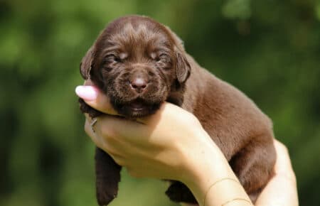 RUMBABA CUCCIOLI FEMMINE LABRADOR CHOCOLATE SAN NICOLO 2157