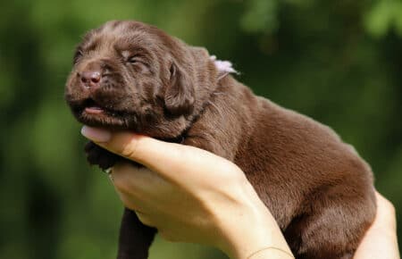 RUMBABA CUCCIOLI FEMMINE LABRADOR CHOCOLATE SAN NICOLO 2160
