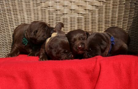 RUMBABA CUCCIOLI MASCHI LABRADOR CHOCOLATE SAN NICOLO 2131