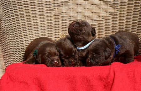 RUMBABA CUCCIOLI MASCHI LABRADOR CHOCOLATE SAN NICOLO 2135