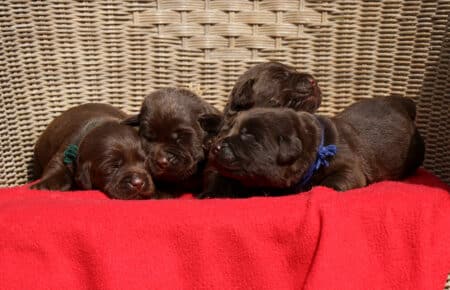RUMBABA CUCCIOLI MASCHI LABRADOR CHOCOLATE SAN NICOLO 2136