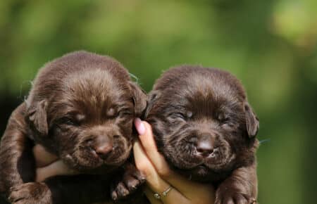 RUMBABA CUCCIOLI MASCHI LABRADOR CHOCOLATE SAN NICOLO 2163