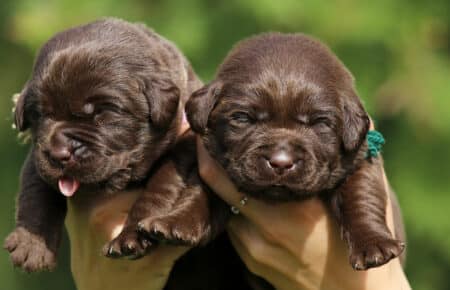 RUMBABA CUCCIOLI MASCHI LABRADOR CHOCOLATE SAN NICOLO 2167